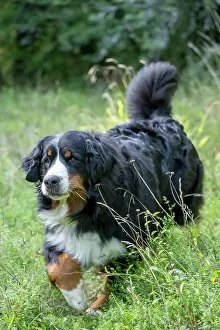 John Daniels: DOG. Bernese Mountian Dog, running through long grass to camera