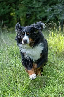 John Daniels: DOG. Bernese Mountian Dog, running through long grass to camera
