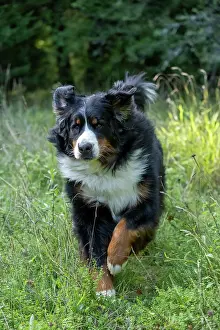 John Daniels: DOG. Bernese Mountian Dog, running through long grass to camera