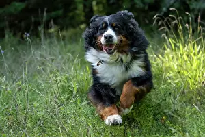 John Daniels: DOG. Bernese Mountian Dog, running through long grass to camera