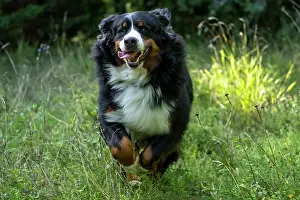 John Daniels: DOG. Bernese Mountian Dog, running through long grass to camera