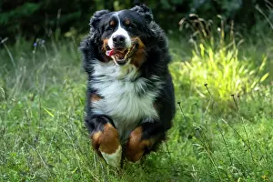 John Daniels: DOG. Bernese Mountian Dog, running through long grass to camera