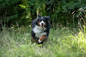 John Daniels: DOG. Bernese Mountian Dog, running through long grass to camera