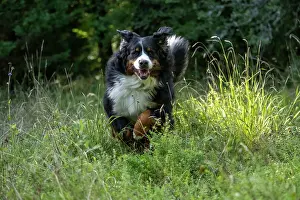 John Daniels: DOG. Bernese Mountian Dog, running through long grass to camera