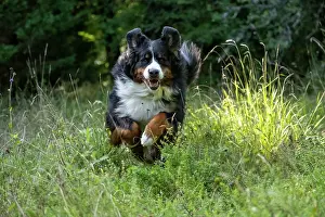 John Daniels: DOG. Bernese Mountian Dog, running through long grass to camera
