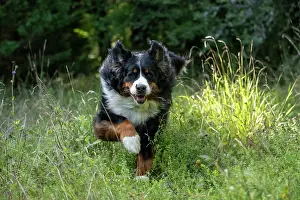 John Daniels: DOG. Bernese Mountian Dog, running through long grass to camera