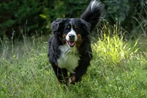 John Daniels: DOG. Bernese Mountian Dog, running through long grass to camera