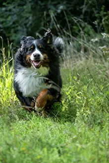 John Daniels: DOG. Bernese Mountian Dog, running through long grass to camera