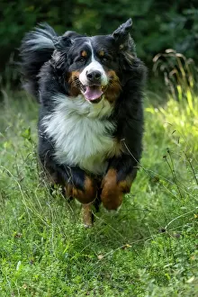 John Daniels: DOG. Bernese Mountian Dog, running through long grass to camera
