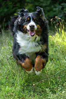 John Daniels: DOG. Bernese Mountian Dog, running through long grass to camera