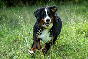 John Daniels: DOG. Bernese Mountian Dog, running through long grass to camera