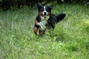 John Daniels: DOG. Bernese Mountian Dog, running through long grass to camera