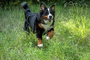 John Daniels: DOG. Bernese Mountian Dog, running through long grass to camera