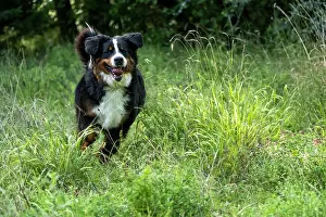 John Daniels: DOG. Bernese Mountian Dog, running through long grass to camera