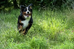 John Daniels: DOG. Bernese Mountian Dog, running through long grass to camera