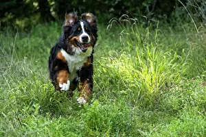 John Daniels: DOG. Bernese Mountian Dog, running through long grass to camera