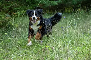 John Daniels: DOG. Bernese Mountian Dog, running through long grass to camera