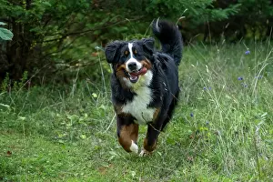 John Daniels: DOG. Bernese Mountian Dog, running through long grass to camera
