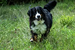 John Daniels: DOG. Bernese Mountian Dog, running through long grass to camera