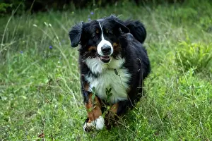 John Daniels: DOG. Bernese Mountian Dog, running through long grass to camera