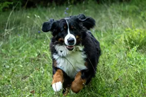 John Daniels: DOG. Bernese Mountian Dog, running through long grass to camera