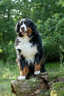John Daniels: DOG. Bernese Mountian Dog, standing with paws on a log