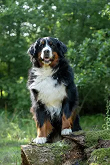 John Daniels: DOG. Bernese Mountian Dog, standing with paws on a log