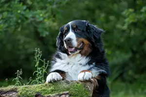 John Daniels: DOG. Bernese Mountian Dog, standing with paws on a log