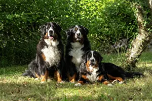 John Daniels: DOG. Bernese Mountian Dog, x3 sitting together