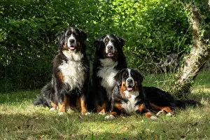 John Daniels: DOG. Bernese Mountian Dog, x3 sitting together