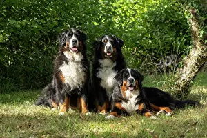 John Daniels: DOG. Bernese Mountian Dog, x3 sitting together