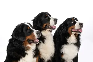 John Daniels: DOG. Bernese Mountian Dog, x3 sitting together