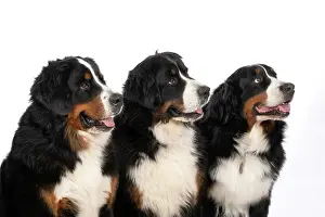 John Daniels: DOG. Bernese Mountian Dog, x3 sitting together
