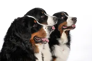 John Daniels: DOG. Bernese Mountian Dog, x3 sitting together