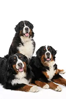 John Daniels: DOG. Bernese Mountian Dog, x3 sitting / laying together