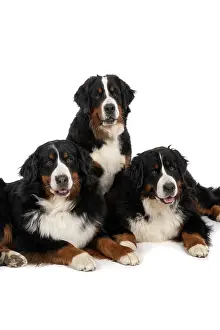 John Daniels: DOG. Bernese Mountian Dog, x3 sitting / laying together