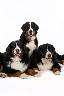 John Daniels: DOG. Bernese Mountian Dog, x3 sitting / laying together