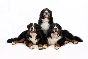 John Daniels: DOG. Bernese Mountian Dog, x3 sitting / laying together