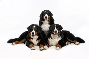 John Daniels: DOG. Bernese Mountian Dog, x3 sitting / laying together