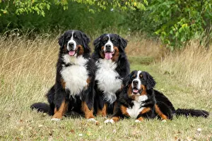John Daniels: DOG. Bernese Mountian Dog, x3 sitting / laying together