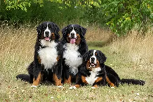 John Daniels: DOG. Bernese Mountian Dog, x3 sitting / laying together