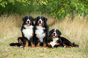 John Daniels: DOG. Bernese Mountian Dog, x3 sitting / laying together