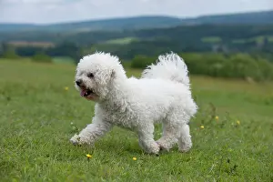 Frises: DOG - Bichon frise