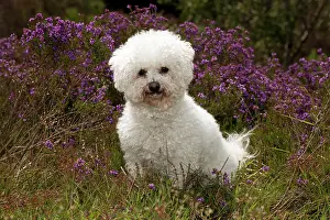 Frises: DOG - Bichon frise