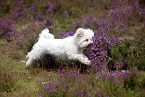 Frises: DOG - Bichon frise