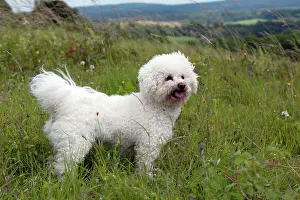 Frises: DOG - Bichon frise