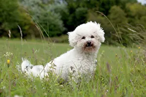 Frises: DOG - Bichon frise