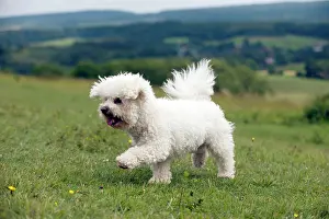 Frises: DOG - Bichon frise