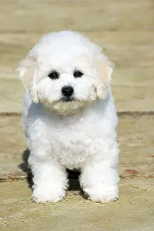 Frises: Dog - Bichon Frise