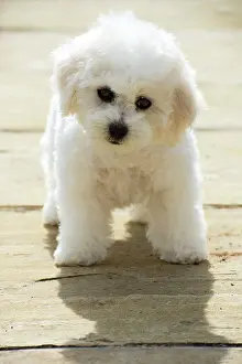 Frises: Dog - Bichon Frise